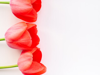 Tulips flowers and paper background with copy space