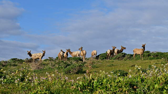 Tule Elk at Tomales Point Elk Reserved, Point Reyes National Seashore, California, USA