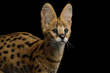 Closeup Serval Cat standing isolated on Black Background in studio