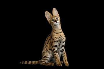 Funny Serval Cat, sitting and curious gaze isolated on Black piercing gaze stand out