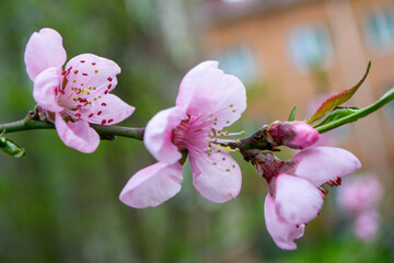 Fototapeta na wymiar Beautiful Pink Sakura flowers, cherry blossom during springtime against blue sky, toned image with sun leak . High quality photo