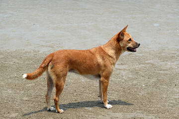Red dog looking for ocean at the beach 
