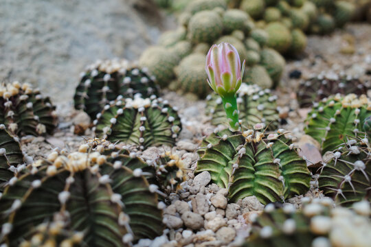 Blooming pink flower of Gardening Gymnocalycium lb 2178 hybrid cactus succulent plants 