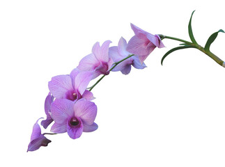 Fototapeta na wymiar Beautiful pink Phalaenopsis orchid isolated on transparent background