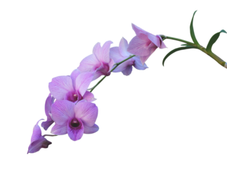 Beautiful pink Phalaenopsis orchid isolated on transparent background