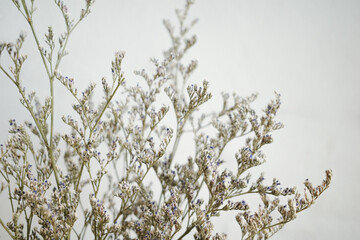 Tiny flowers white Limonium on white background 