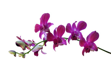 Purple orchid flower phalaenopsis  isolated on a transparent background.