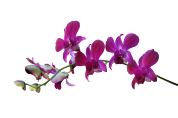 Purple orchid flower phalaenopsis isolated on a transparent background.