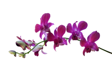 Gordijnen Purple orchid flower phalaenopsis  isolated on a transparent background. © nunawwoofy