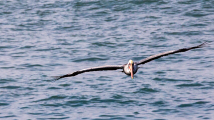 Fototapeta na wymiar Pelican in flight in Abalone cove on the central coast of Cambria California United States