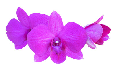 Fototapeta na wymiar Pink orchid flower phalaenopsis isolated on transparent background