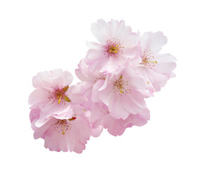 Sakura flowers isolated on transparent background © nunawwoofy