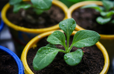 
Spring seedlings of petunias. Young green sprout in a pot. A beautiful garden flower, blooming with bright balls.