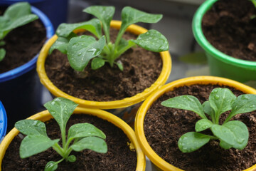 Young green Petunia plant in colored pots. Planting plants in spring.