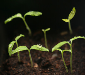 A young plant planted in spring for seedlings. Beginning of the spring planting season. 