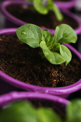 Young plant of Petunia flower. Green sprout in a pot. Spring plantings.