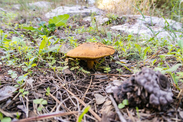 Young  edible mushrooms - buttercup make their way through a layer of grass and needles in a coniferous forest, near the Safed city, in northern Israel