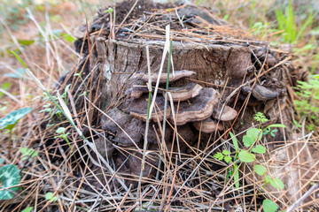 Mushrooms - drones  grow on a wooden stump in a coniferous forest, near the Safed city, in northern Israel