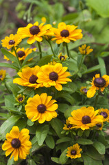 garden flowers on white background