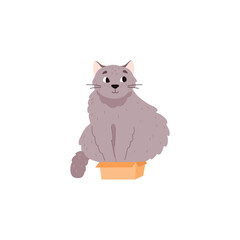 Funny fat fluffy cat sitting in small box, flat vector illustration isolated.