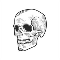 Human skull black and white 