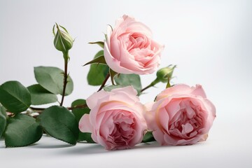 White background with pink roses. Generative AI