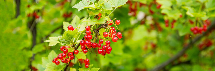 branch of ripe red currant in a garden on green background.berries grow in sunny garden. Red currants plantation in summer field.