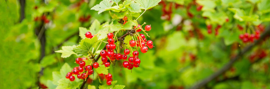 branch of ripe red currant in a garden on green background.berries grow in sunny garden. Red currants plantation in summer field.