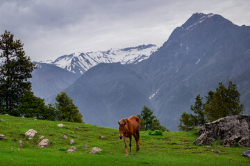 Fototapeta na wymiar Beautiful photo of a horse with a beautiful landscape in the background 