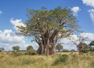 Fototapeta na wymiar Baobab Tree in Kruger National Park