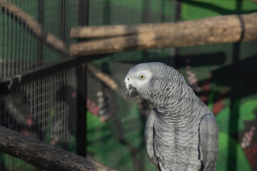 Grey parrot in cage.Animal farm.