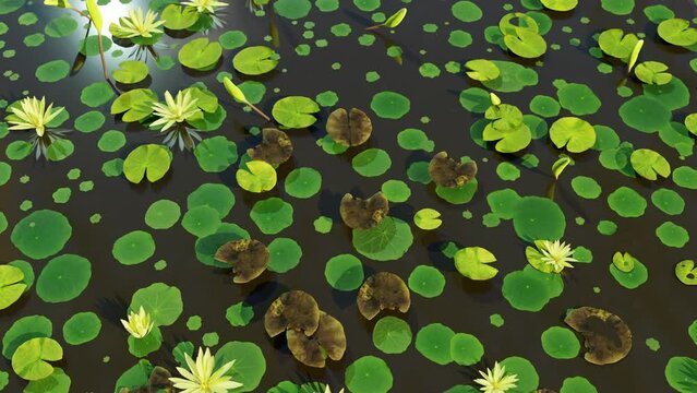 Water Lotus On Lake is motion footage for seasonal films and cinematic in nature scene. Also good background for scene and titles, logos