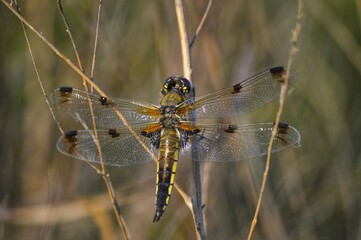 Close photo of a large green dragonfly with black spots on transparent wings.