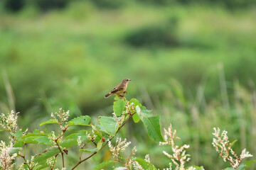 イタドリの先端に止まる夏のノビタキ