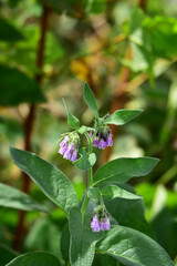 野に咲く薄紫のコンフリーの花