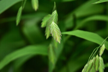 夏のコバンソウ