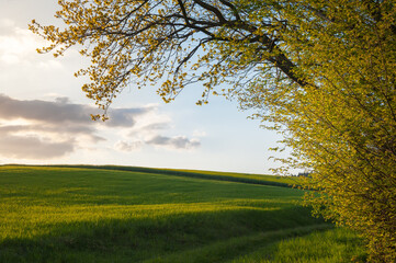 Green meadow, trees and hills