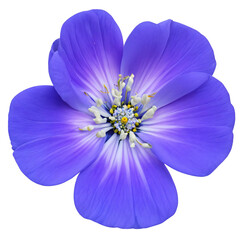 blue flower isolated on transparent background, png flower element