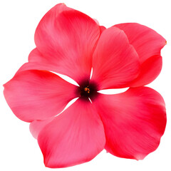 red flower isolated on transparent background, png flower element