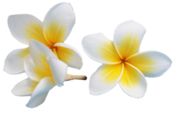 plumeria flower cutout