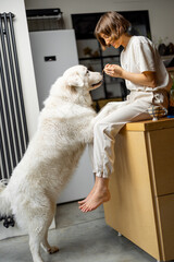 Young woman plays with her huge white dog, spending leisure time together happily on kitchen at home. Concept of friendship with pets and domestic lifestyle