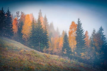Foggy autumn scene of mountain forest. Dramatic morning view of Carpathian mountains, Ukraine, Europe. Beauty of nature concept background..