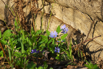 The first spring flowers in the forest. Selective focus.