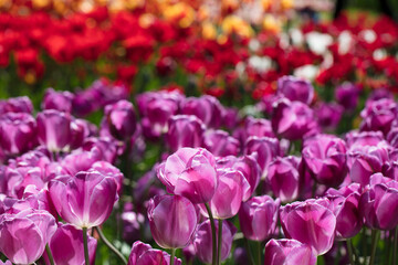 Blooming colorful tulips in flower-garden under sunshine. Tulips - symbol of Netherlands.
