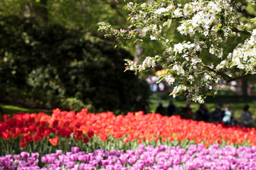 Blooming colorful tulips in flower-garden under sunshine. Tulips - symbol of Netherlands.