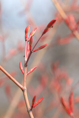 Branches with buds and leaves of Acer Japonicum or Japanese maple