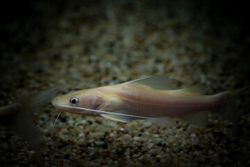 Fish in aquarium.  Albino yellow mytus. The body is long, slender, without scales, torso and all...