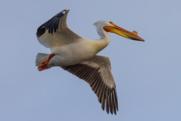 Fototapeta na wymiar A wild white pelican flying around a state park in Colorado.