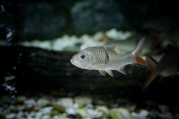 Fish in aquarium.  The hampala barb (Hampala macrolepidota) is a relatively large southeast Asian species of cyprinid from the Mekong and Chao Phraya basins.