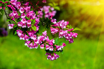 pink weigela blooms in the Botanical garden